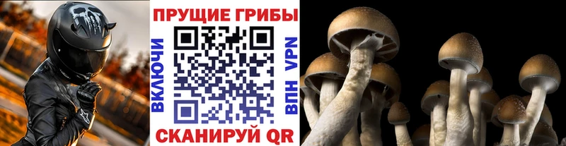 Галлюциногенные грибы MAGIC MUSHROOMS  Цивильск 